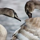 Vom hässlichen Entlein zum schönen Schwan