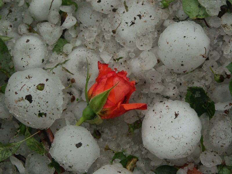 Vom Hagel erschlagen