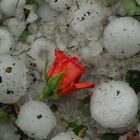 Vom Hagel erschlagen