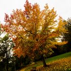 Vom Herbst - 1 - 