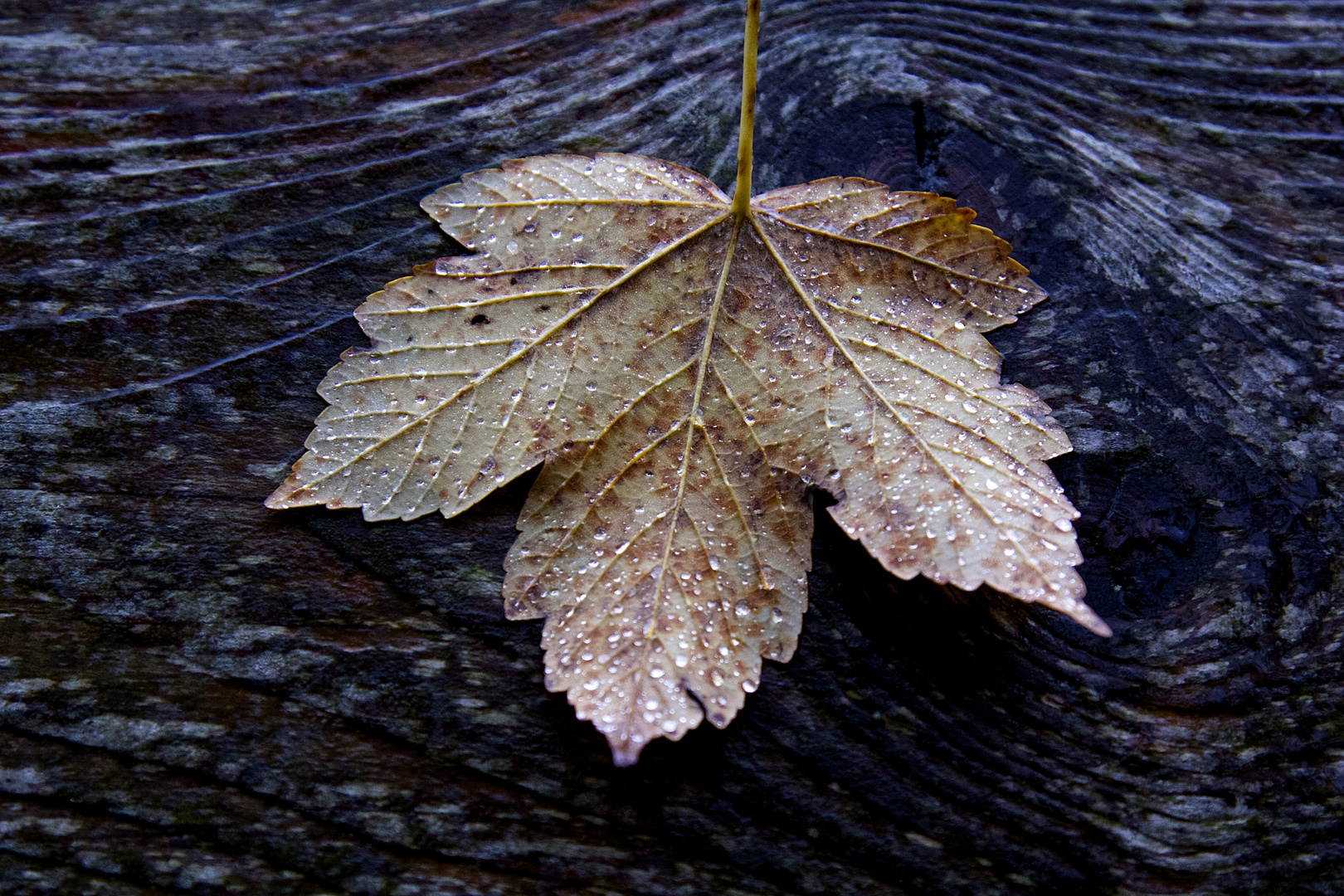 vom Herbst...