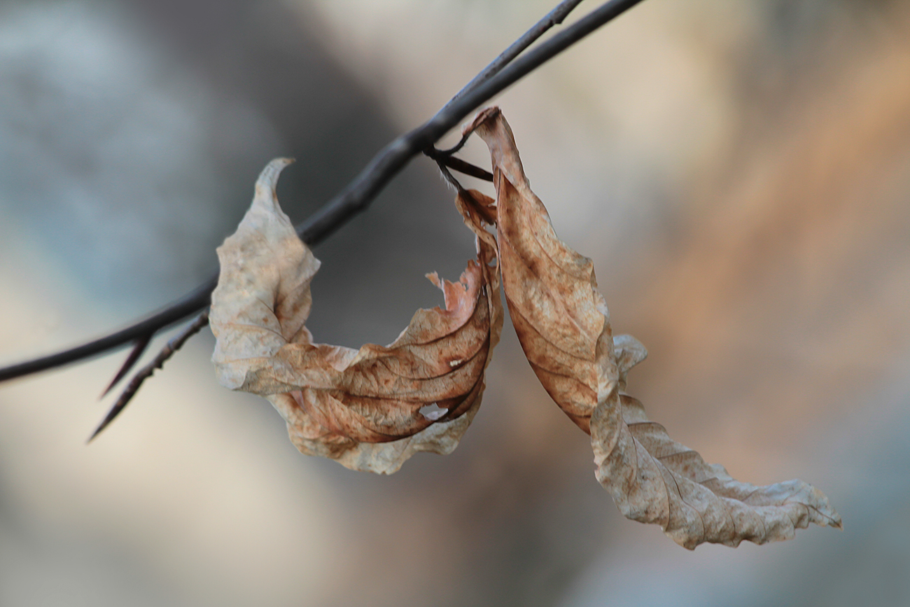 vom Herbst erzählen