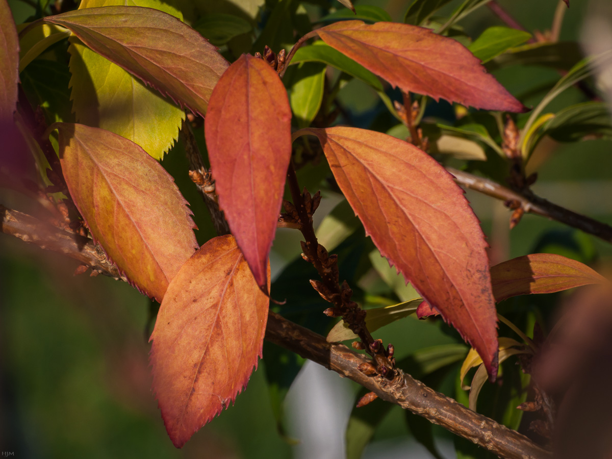 Vom Herbst gefärbt