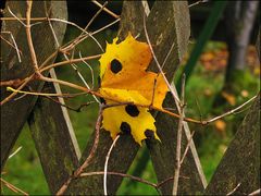 ...vom Herbst gefangen