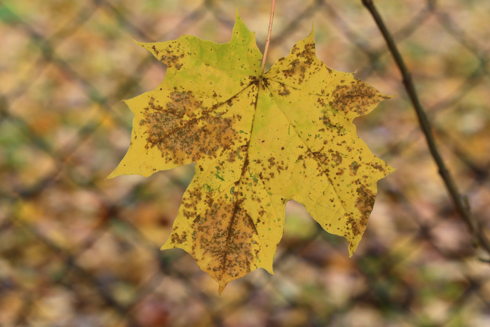 Vom Herbst gezeichnet