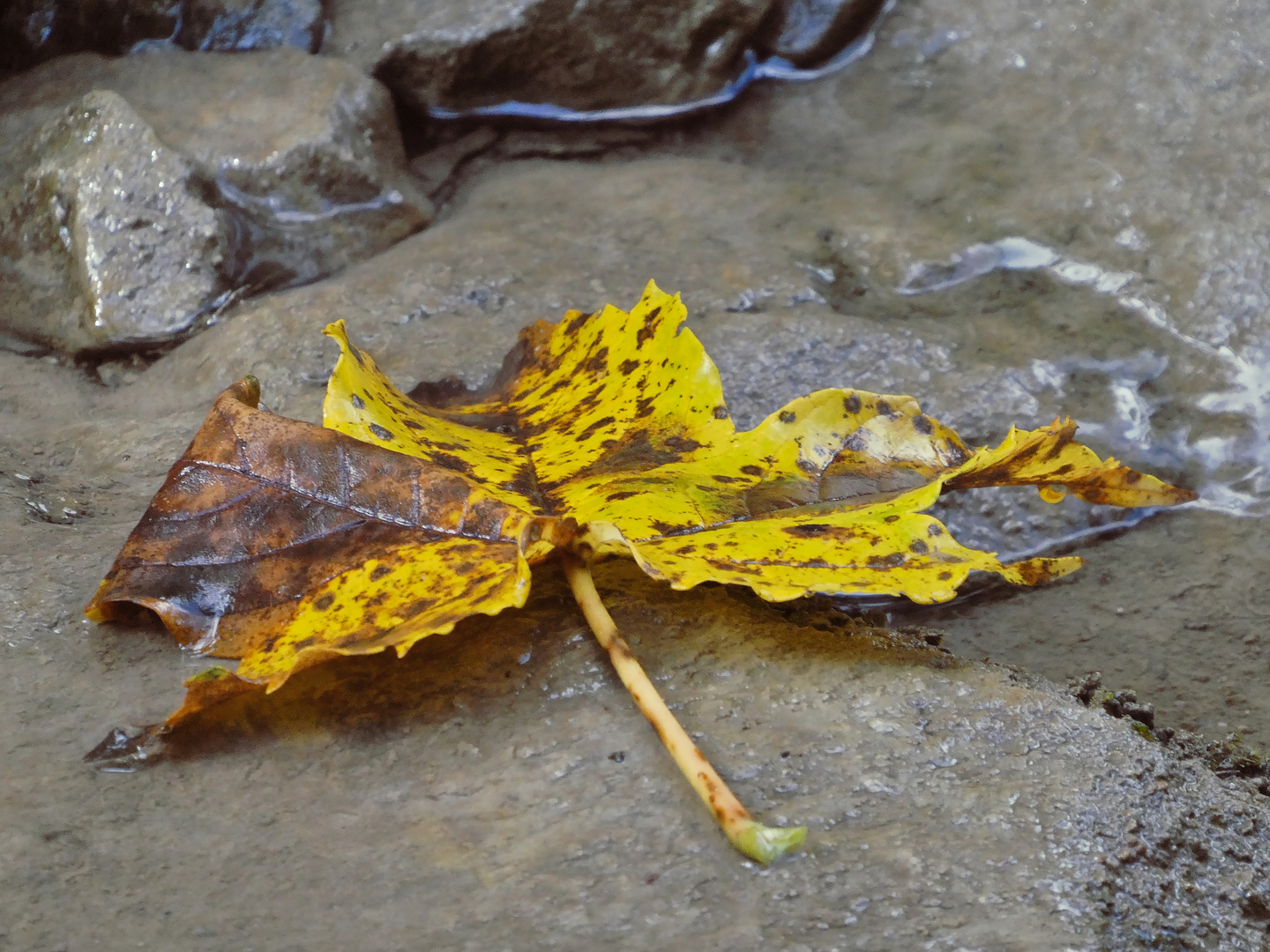 Vom Herbst gezeichnet und für die Ewigkeit gefallen 