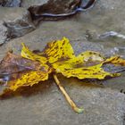 Vom Herbst gezeichnet und für die Ewigkeit gefallen 