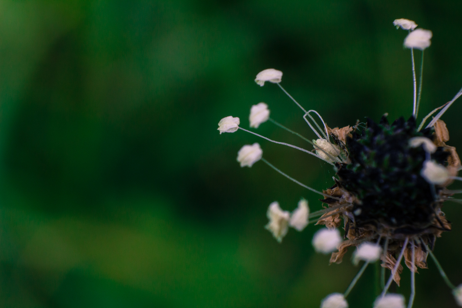 Vom Herbst gezeichnete Blüte