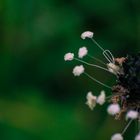 Vom Herbst gezeichnete Blüte