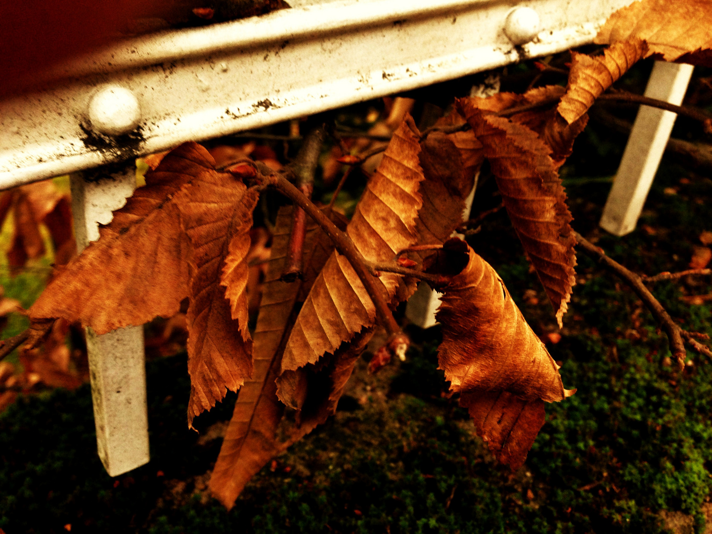 vom Herbst hängen geblieben