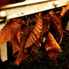 vom Herbst hängen geblieben