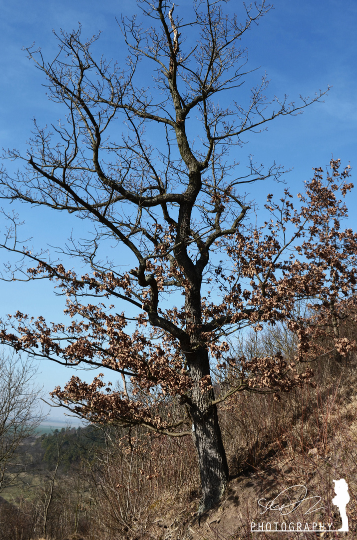 vom Herbst zum Sommer