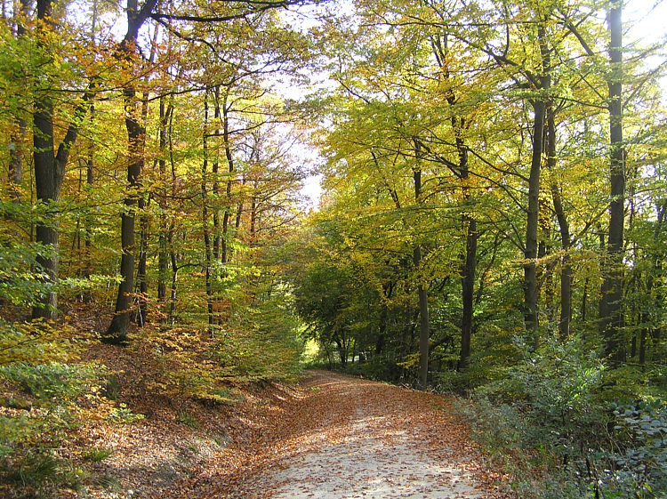 Vom Herbstspaziergang mitgebracht!