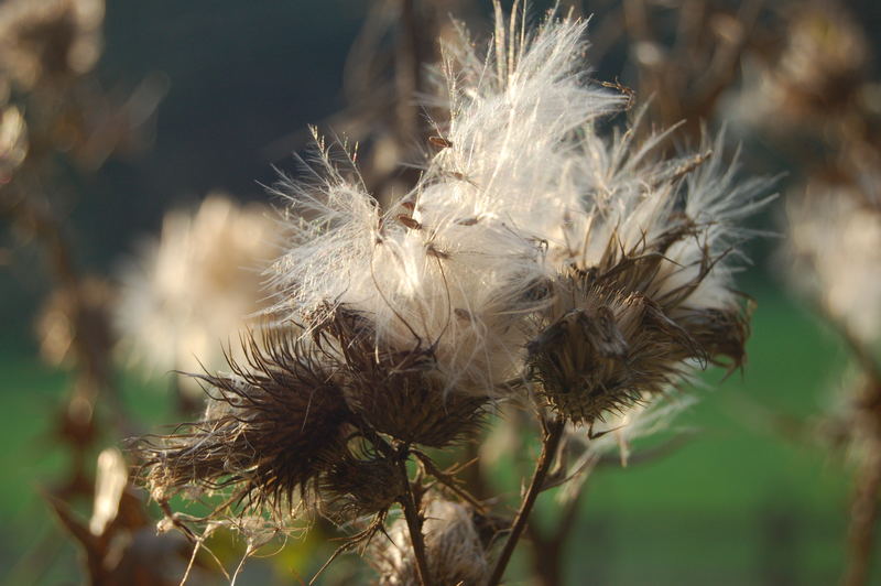 Vom Herbstwind zerzaust...