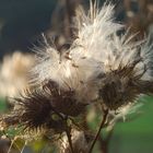 Vom Herbstwind zerzaust...