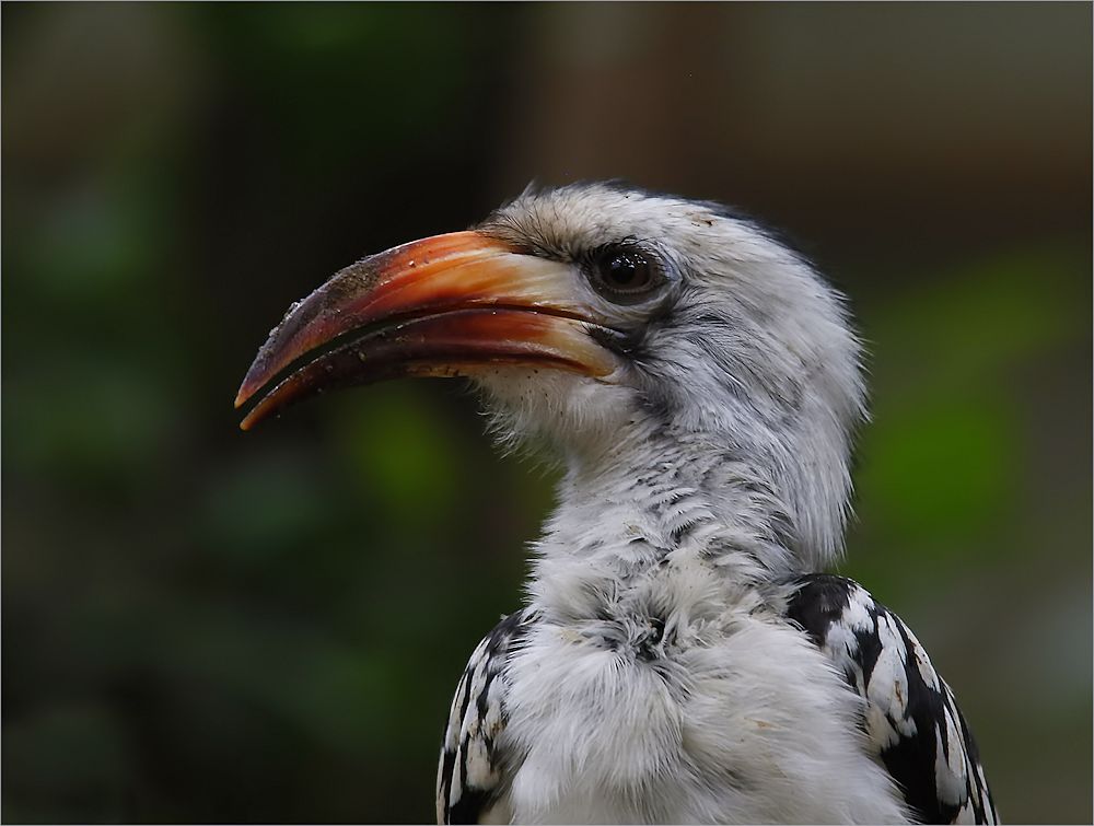 vom hornvogel...