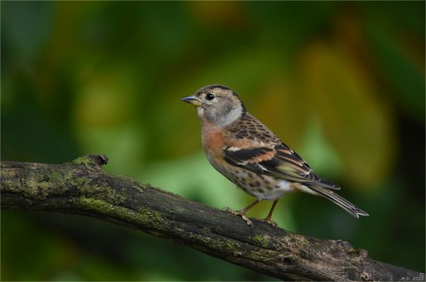 Vom hübschen Bergfinken (w) ...