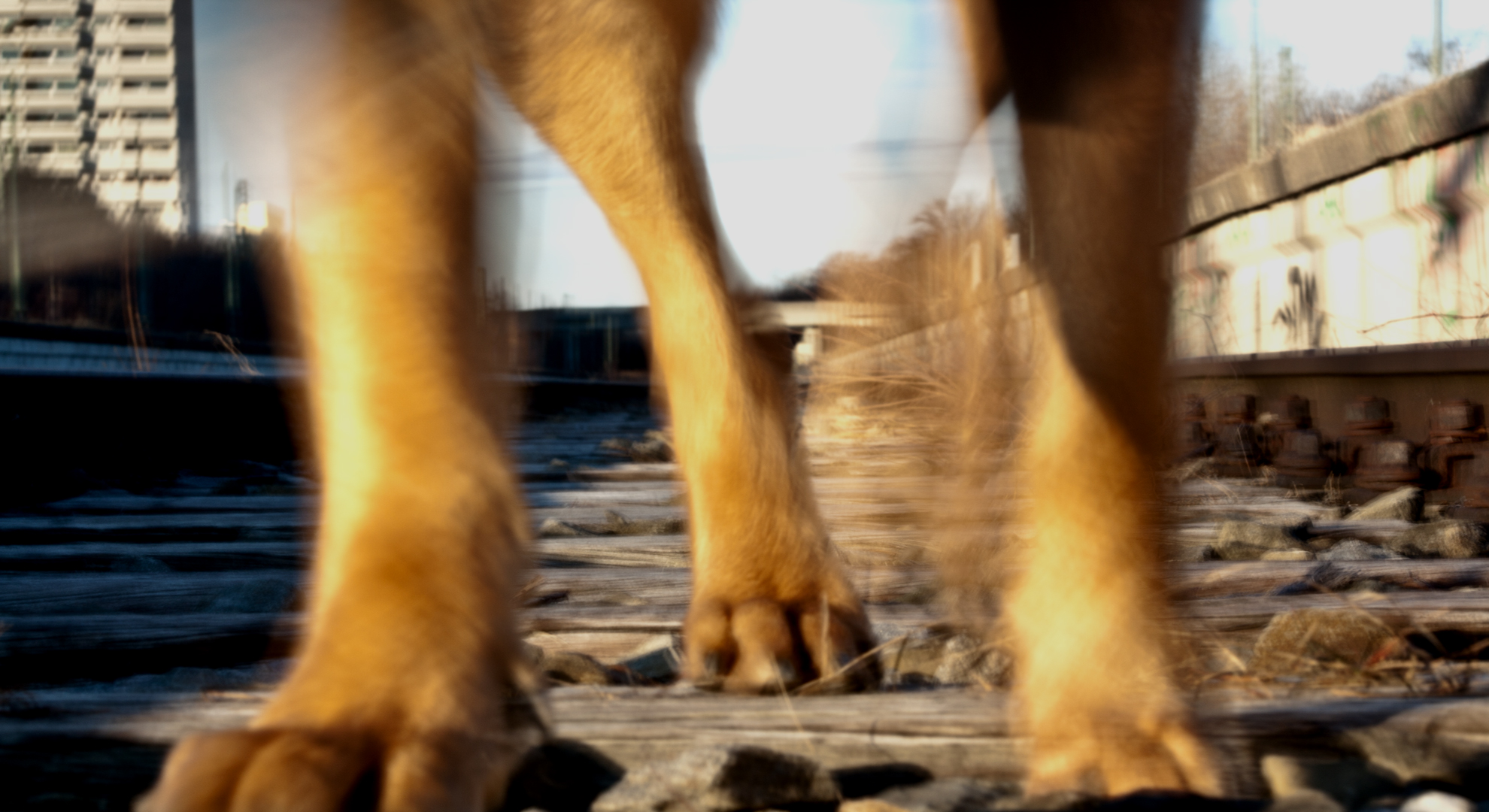 Vom Hund überlaufen