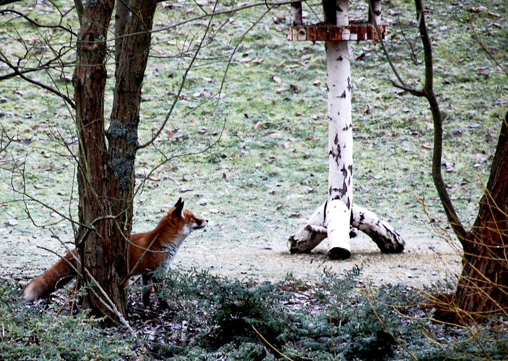 Vom Hunger getrieben oder unerwarteter Besuch