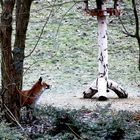 Vom Hunger getrieben oder unerwarteter Besuch