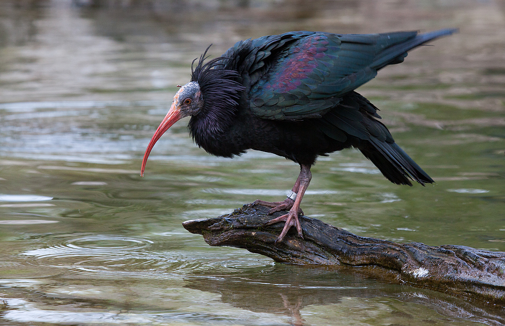 vom ibis...