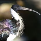 vom ibis...