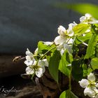 Vom Jasminduft angezogen