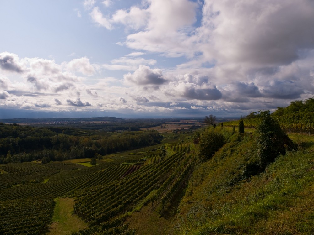 Vom Kaiserstuhl zum Tuniberg