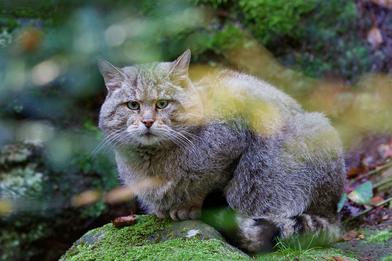 vom Katerchen