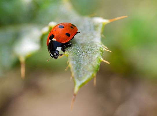 VOM KLEINEN KÄFER, DER HOFFNUNG BRACHTE