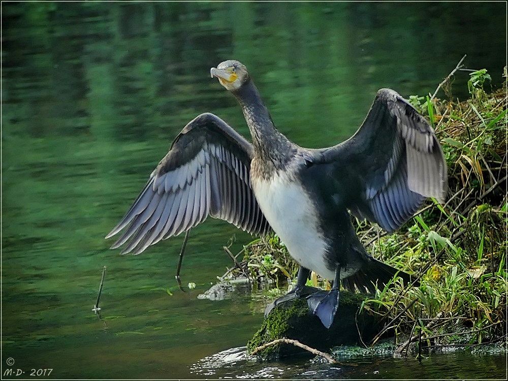 Vom Kormoran an der Ruhr ...