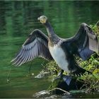 Vom Kormoran an der Ruhr ...