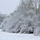 vom kurzen , schönen  Gastspiel des Winters 