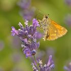 Vom Lavendel berauscht !!!!!