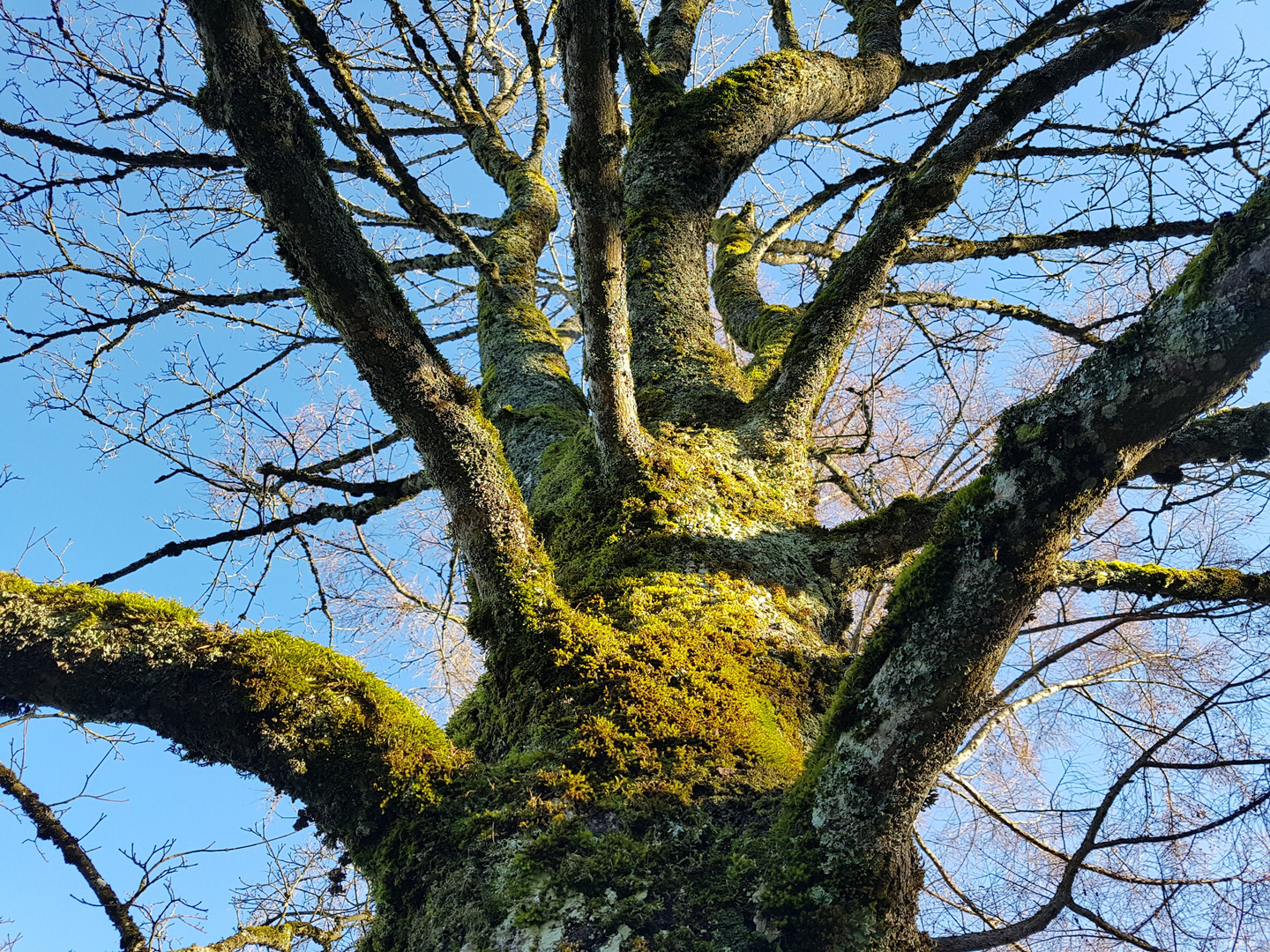 vom Leben gezeichneter Baum