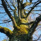 vom Leben gezeichneter Baum