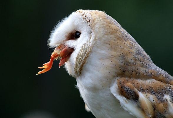 Vom Letzten Hühnerschmaus ....