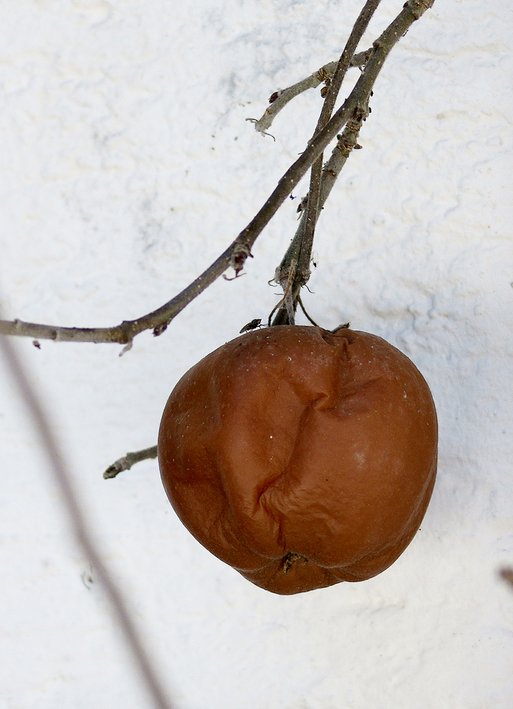 Vom letzten Jahr übriggebliebener Apfel