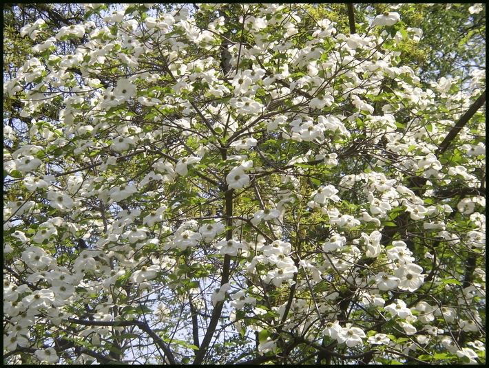 Vom letzten Sommer im Botanischen Garten