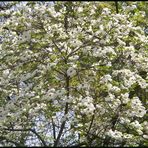 Vom letzten Sommer im Botanischen Garten