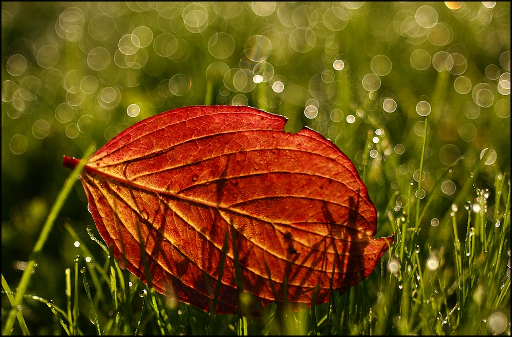 Vom Leuchten des Herbstes ...