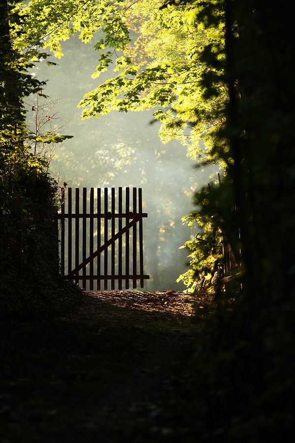 Vom Licht angelockt