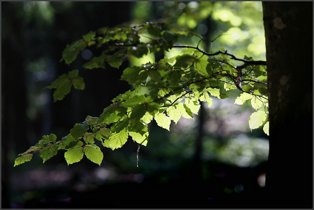 vom licht im wald...