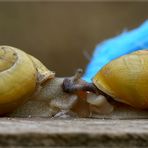 vom liebesleben der schnecken [2]