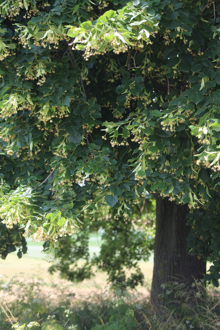 vom  Lindenbaum und seinem  köstlichen Duft....