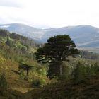 Vom Loch Avon in Richtung Rothimurchus Estate...