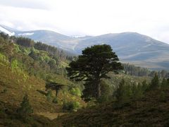 Vom Loch Avon in Richtung Rothimurchus Estate...