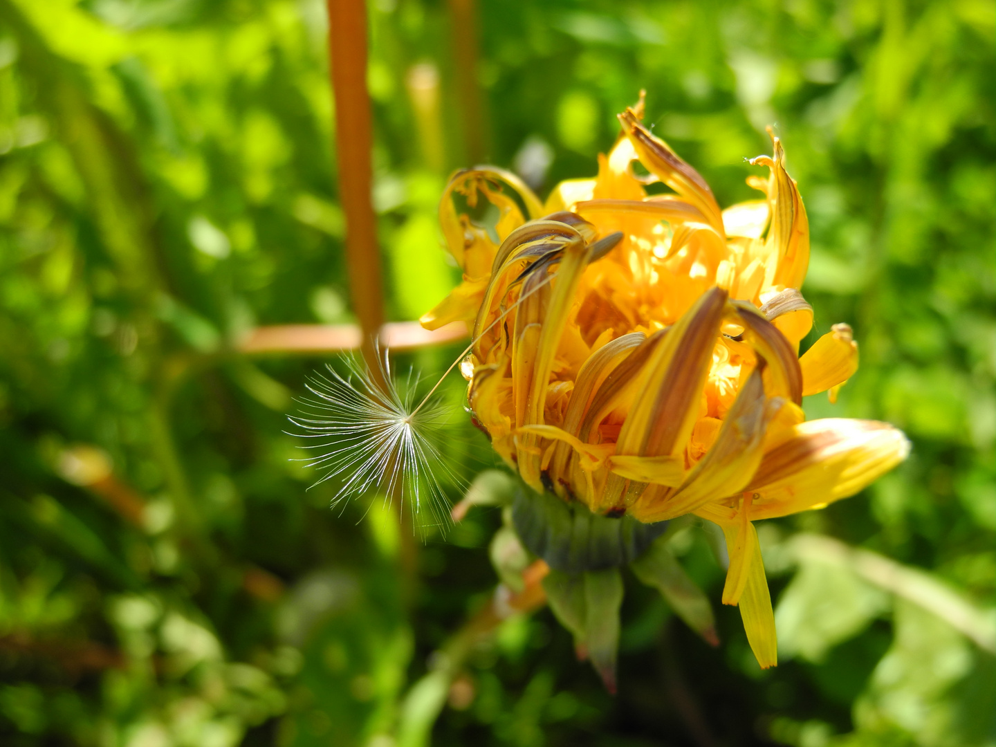 Vom Löwenzahn zur Pusteblume