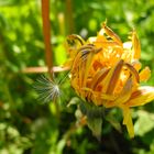 Vom Löwenzahn zur Pusteblume