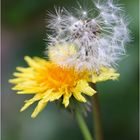 Vom Löwenzahn zur Pusteblume